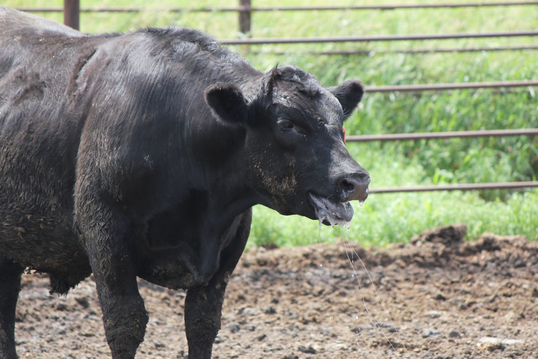 FL AIP Steer